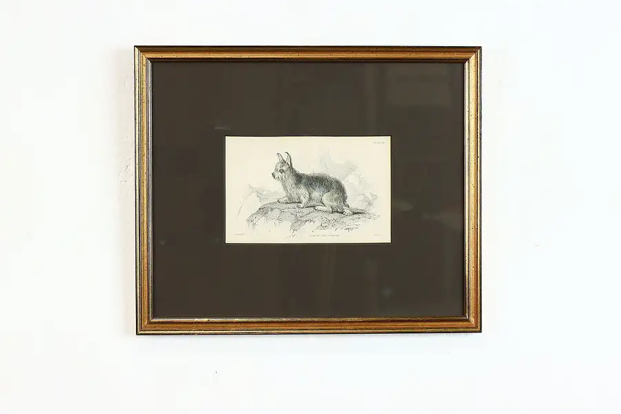 Main image of Isle of Skye Terrier Antique Colored Engraving After Stewart 12.5"