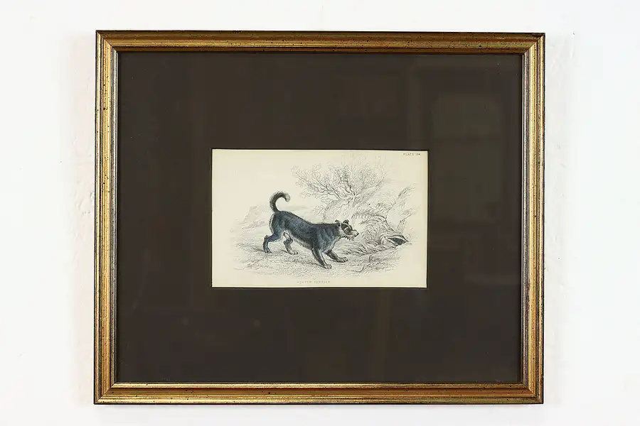 Main image of Scotch Terrier Antique Scottish Colored Engraving After Stewart 12.5"