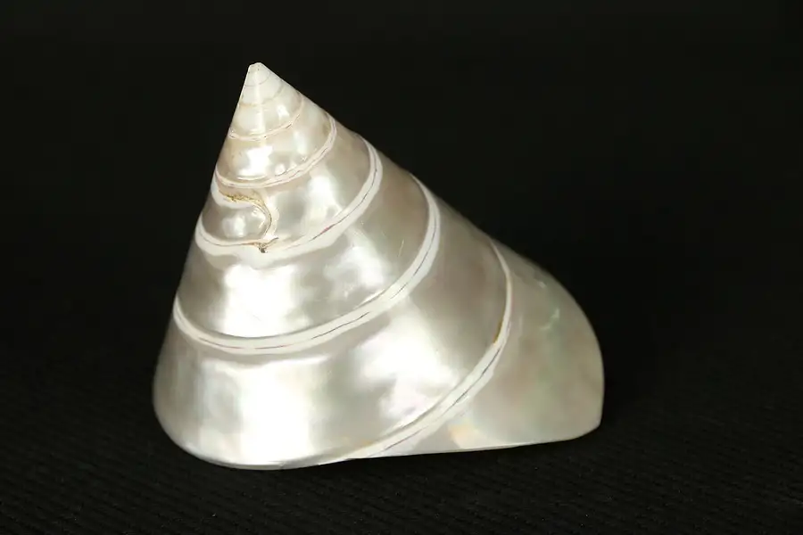 Main image of Sea Shell, Spiral Shape, Polished