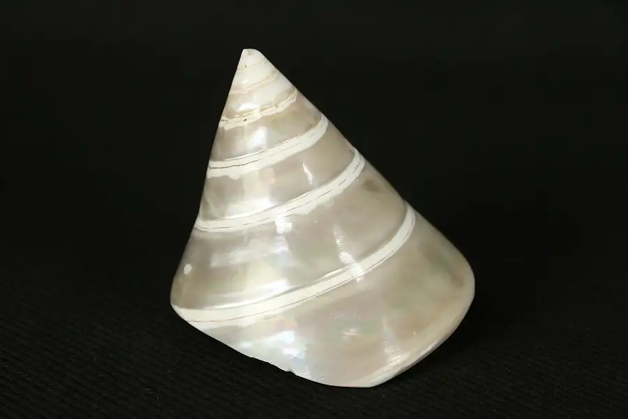 Main image of Sea Shell, Spiral with Small Chip