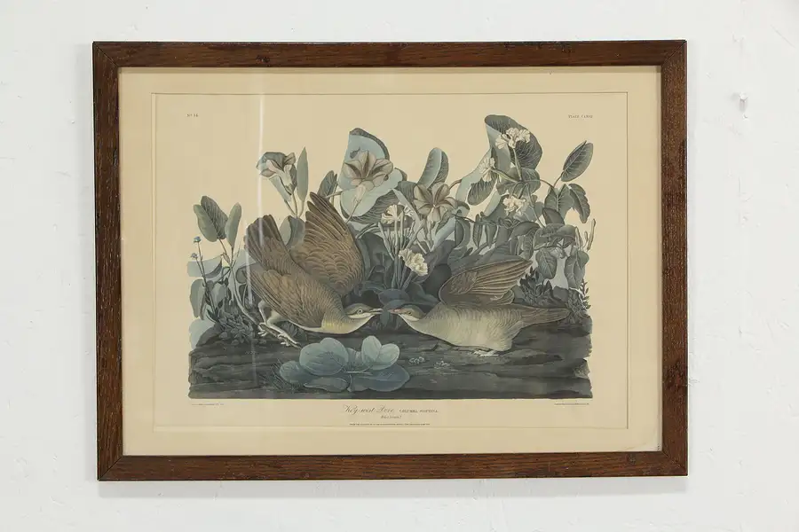 Main image of Key West Dove Vintage Audubon Bird Print 23 1/2"