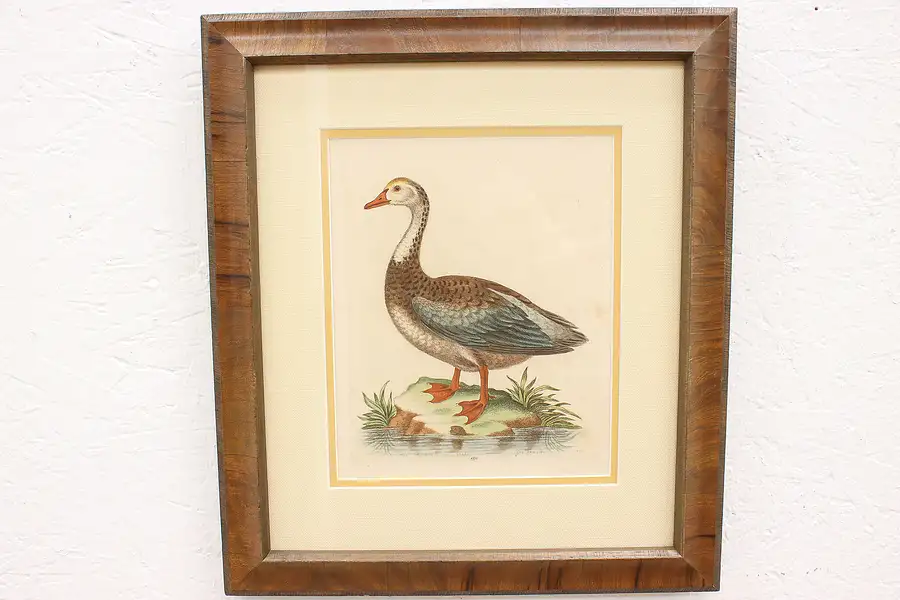 Main image of English Watercolor Painting of a Goose George Edwards 1748 17.5"