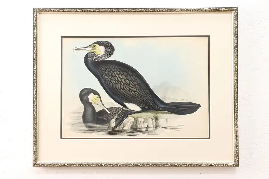 Main image of Pair of Cormorant Birds Antique Original Colored Print, Gould 28"