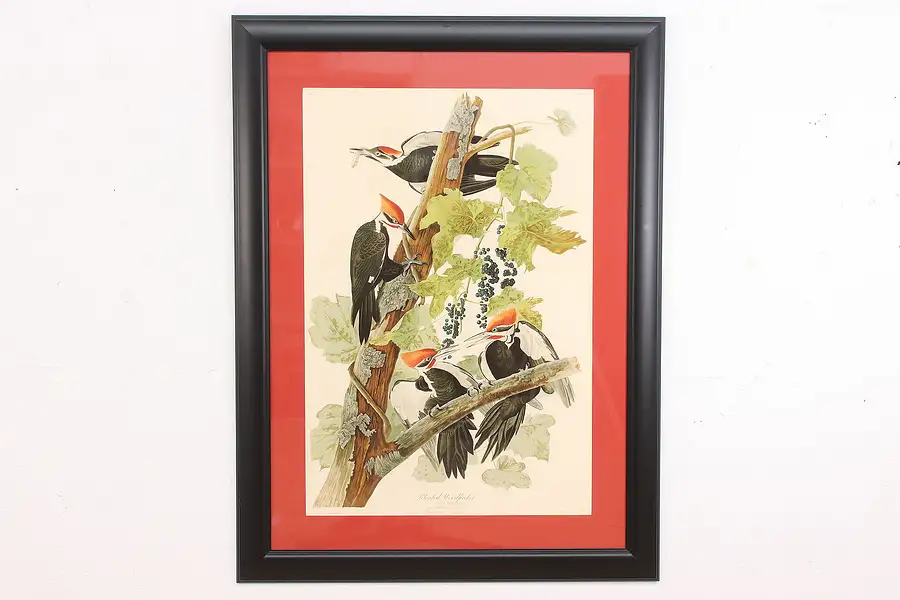 Main image of Pileated Woodpecker Birds of America Print after Audubon 48"