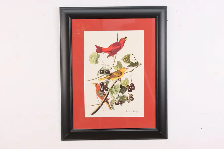 Main image of Summer Tanager Birds of America Print after Audubon 33.5"