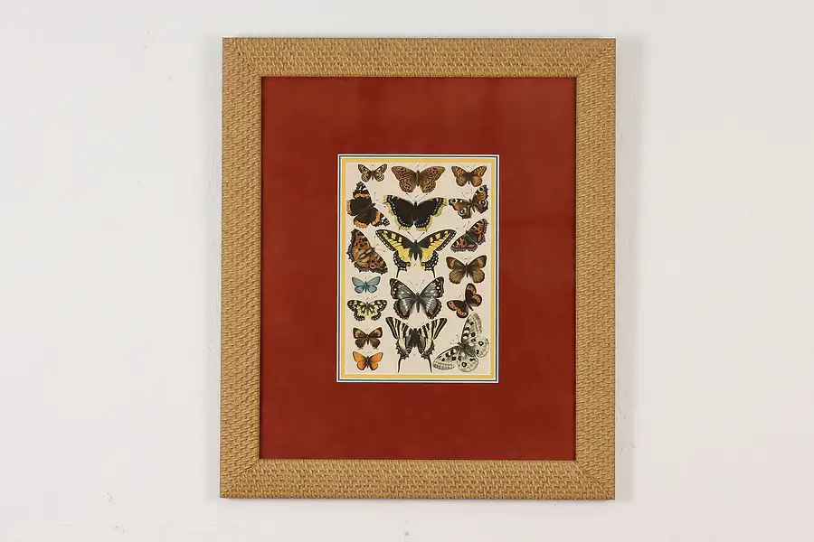 Main image of Butterfly Species Display Vintage Original Print 22.5"