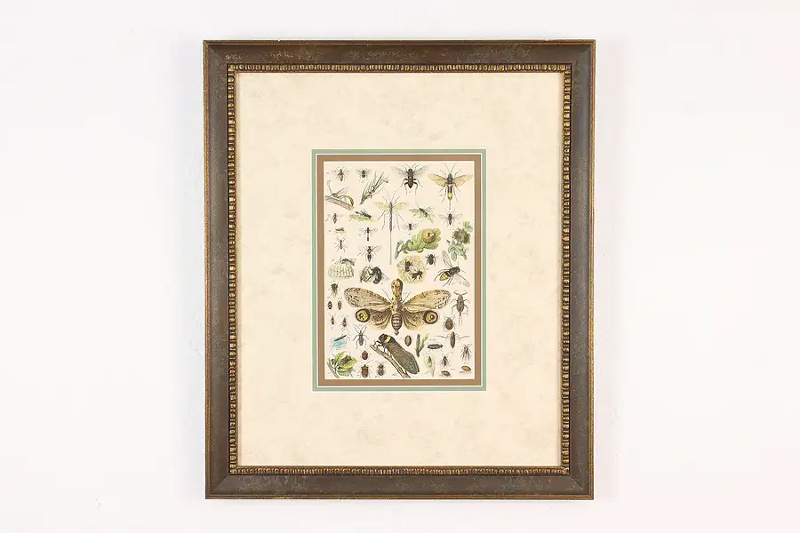 Main image of Insect Species Display Vintage Original Print 22"