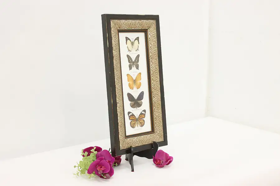 Main image of Framed Butterfly Species Vintage Wall Display