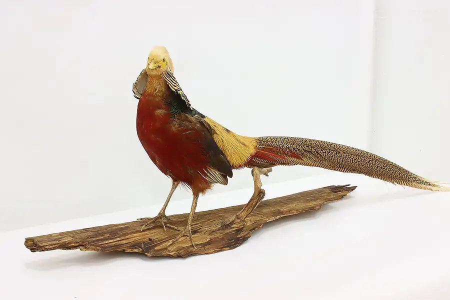 Main image of Farmhouse Vintage Mounted Golden Pheasant on Drift Wood