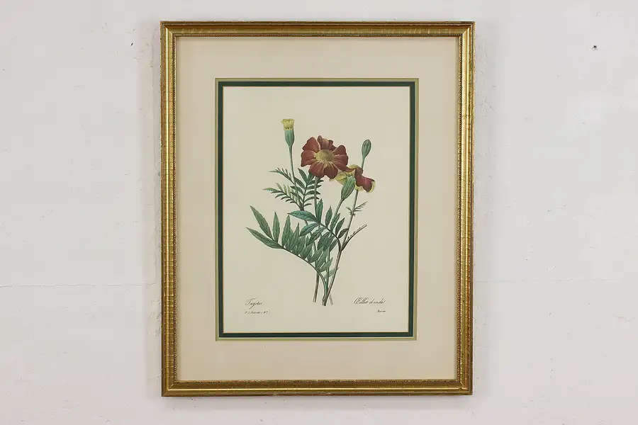 Main image of Marigolds Antique Botanical Print, Redoute 18.5"