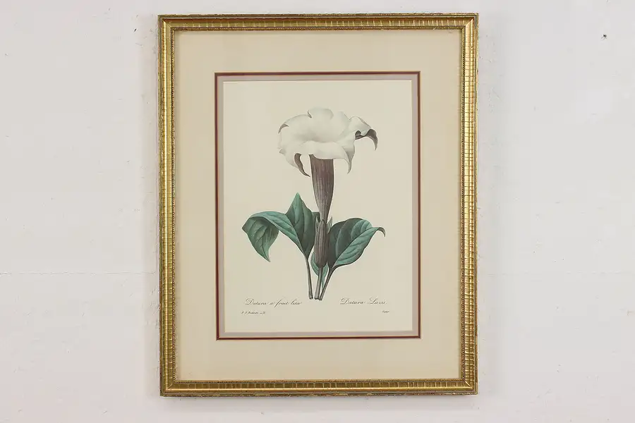 Main image of Dalura Lavis Antique Botanical Print, Redoute 18.5"