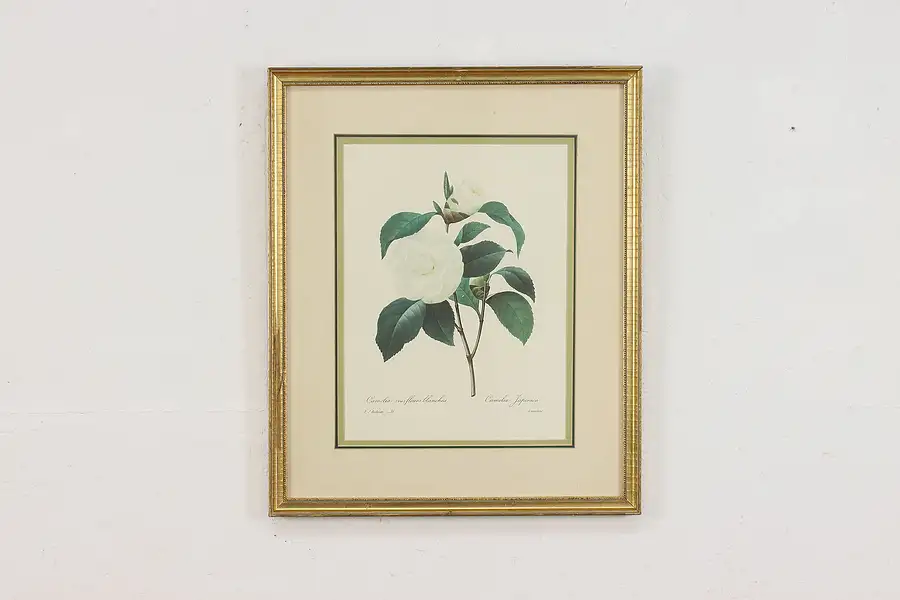 Main image of Camellia Japonica Antique Botanical Print, Redoute 18.5"