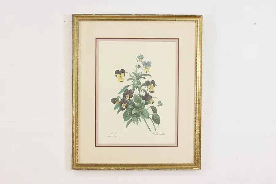 Main image of Wild Pansy Flower Antique Botanical Print, Redoute 18.5"