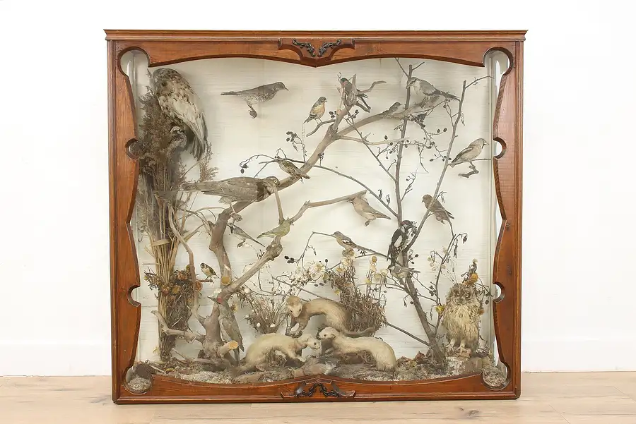 Main image of Taxidermy Antique Display Case w/ Birds & Mammals