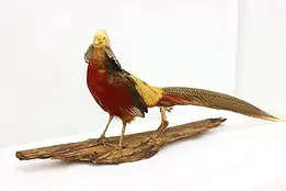 Farmhouse Vintage Mounted Golden Pheasant on Drift Wood #50820