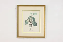 Reine-Claude Plum Antique Botanical Print, Redoute 18.5" #53394