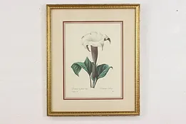 Dalura Lavis Antique Botanical Print, Redoute 18.5" #53395