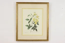 Lady Banks Rose Antique Botanical Print, Redoute 18.5" #53397