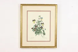 Wild Pansy Flower Antique Botanical Print, Redoute 18.5" #53398