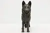 German Shepherd Alert Vintage Dog Sculpture (6)