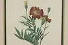 Marigolds Antique Botanical Print, Redoute 18.5" (4)