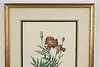 Marigolds Antique Botanical Print, Redoute 18.5" (5)