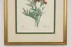 Marigolds Antique Botanical Print, Redoute 18.5" (6)