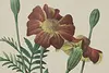 Marigolds Antique Botanical Print, Redoute 18.5" (9)