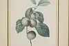 Reine-Claude Plum Antique Botanical Print, Redoute 18.5" (4)