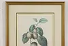 Reine-Claude Plum Antique Botanical Print, Redoute 18.5" (5)