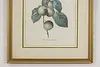 Reine-Claude Plum Antique Botanical Print, Redoute 18.5" (6)