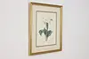 Dalura Lavis Antique Botanical Print, Redoute 18.5" (2)