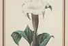 Dalura Lavis Antique Botanical Print, Redoute 18.5" (4)