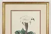 Dalura Lavis Antique Botanical Print, Redoute 18.5" (5)