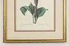 Dalura Lavis Antique Botanical Print, Redoute 18.5" (6)