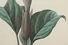 Dalura Lavis Antique Botanical Print, Redoute 18.5" (8)