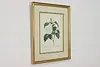 Camellia Japonica Antique Botanical Print, Redoute 18.5" (2)