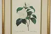 Camellia Japonica Antique Botanical Print, Redoute 18.5" (4)