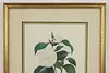 Camellia Japonica Antique Botanical Print, Redoute 18.5" (5)