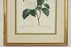 Camellia Japonica Antique Botanical Print, Redoute 18.5" (6)