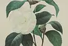 Camellia Japonica Antique Botanical Print, Redoute 18.5" (7)