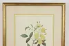 Lady Banks Rose Antique Botanical Print, Redoute 18.5" (5)