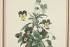 Wild Pansy Flower Antique Botanical Print, Redoute 18.5" (4)