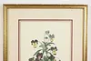 Wild Pansy Flower Antique Botanical Print, Redoute 18.5" (5)