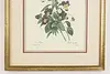 Wild Pansy Flower Antique Botanical Print, Redoute 18.5" (6)