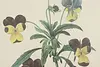 Wild Pansy Flower Antique Botanical Print, Redoute 18.5" (7)