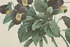 Wild Pansy Flower Antique Botanical Print, Redoute 18.5" (8)