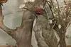 Taxidermy Antique Display Case w/ Birds & Mammals (17)