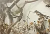 Taxidermy Antique Display Case w/ Birds & Mammals (20)