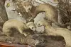 Taxidermy Antique Display Case w/ Birds & Mammals (8)